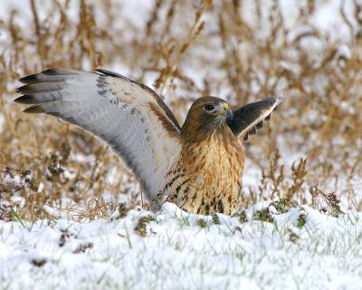 Red Tail Hawk in Snow