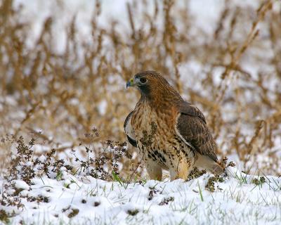 Red Tail Hawk in Snow