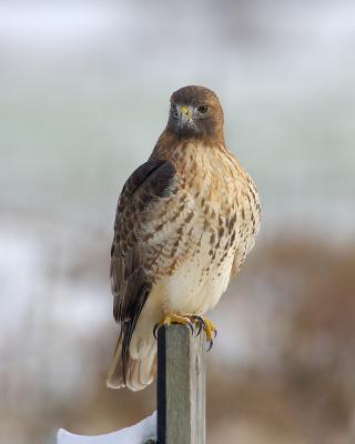 Red Tail Hawk in Snow