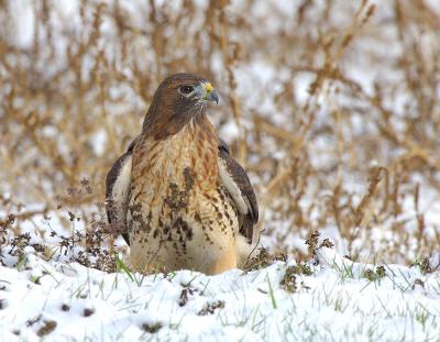 Red Tail Hawk in Snow