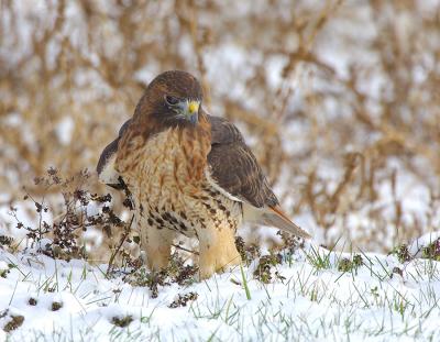 Red Tail Hawk in Snow