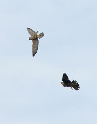 g3/38/391838/3/53792853._JFF4594FlightFight.jpg