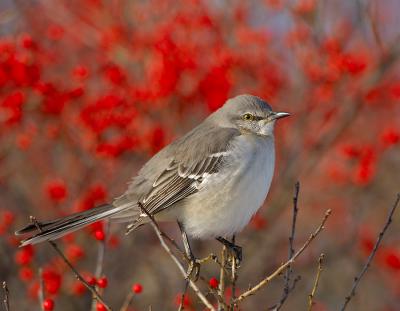  Northern Mockingbird.jpg