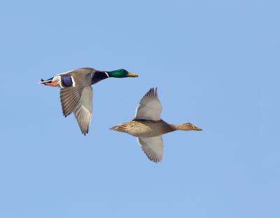 160 Mallard pair in Flight