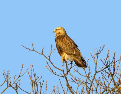 Rough Leged Hawk Perched.jpg