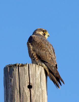 g3/38/391838/3/53916683.Peregrine.jpg