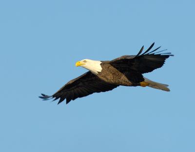 Bald Eagle In Flight~Long Light