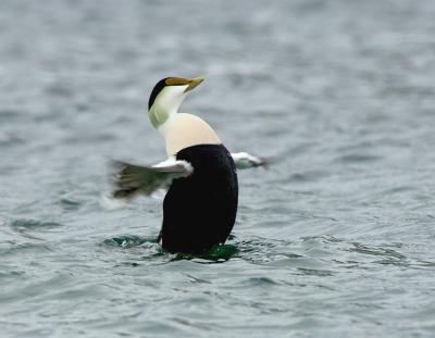 181 Common  Eider Male Showing Off
