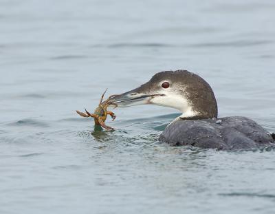 188 Common Loon with Prey (crab)