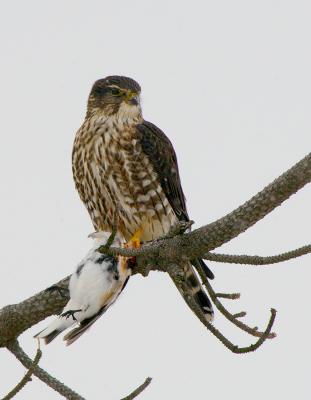 _JFF5577 Merlin Feeding