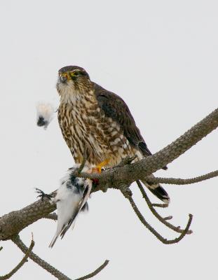 _JFF5591Merlin Feeding