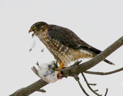 _JFF5606 Merlin Feding