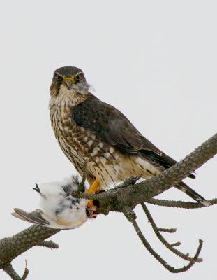 _JFF5610 Merlin Feeding