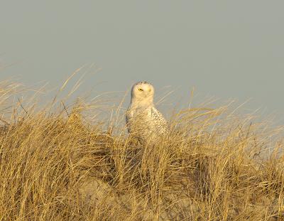 Snowy Owls in the Dunes