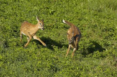 Frolicking Whitetail Deer ~Fawns
