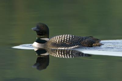 Loon Grey water.jpg