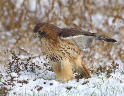 Ret Tail Hawk in Snow 2.jpg