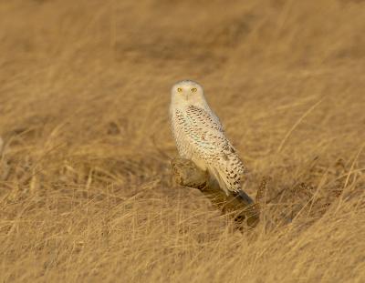 Snowy Owl In Dune Grass at Dawn.jpg