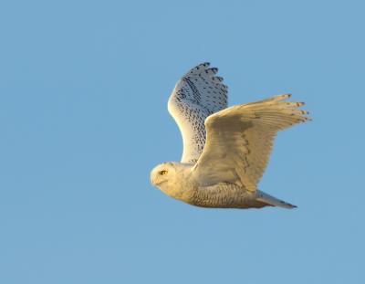 Snowy Owl in Flight.jpg