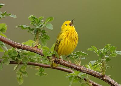 Yellow Warbler Singing.jpg