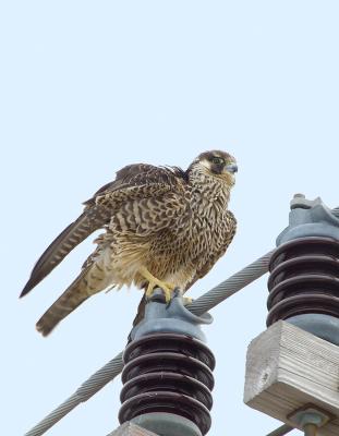 g3/38/391838/3/55411496.FalconOnPole.jpg