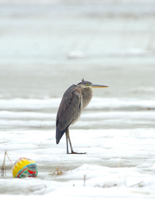 A Great Blue Heron and His Beach Ball