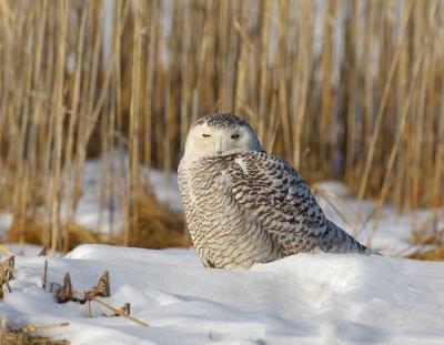 Snowy Owl Snoozing in the Marsh