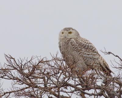 Parker River National Wildlife Refuge Snowy Owl Looking Left