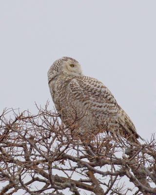 Parker River National Wildlife Refuge Snowy Owl Looking Right