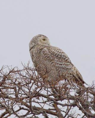 g3/38/391838/3/56445573.PRNWRRainyDaySnowyOwlLookingRight.jpg