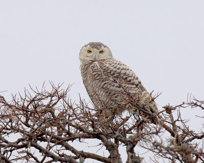 PRNWR Rainy Day Snowy Owl