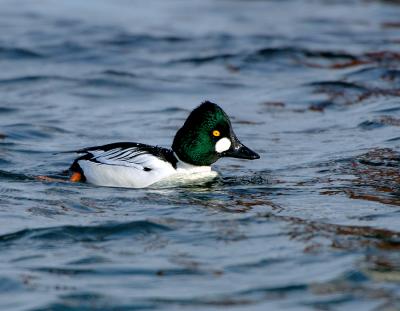 190 Common Goldeneye Male