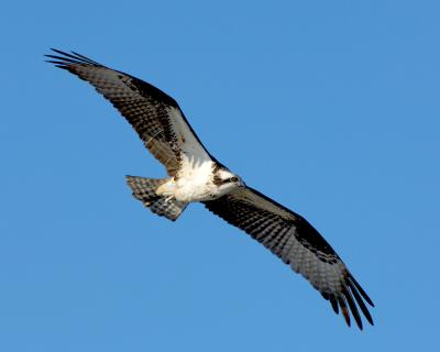 _JFF600 Osprey DD Morning Flight.jpg