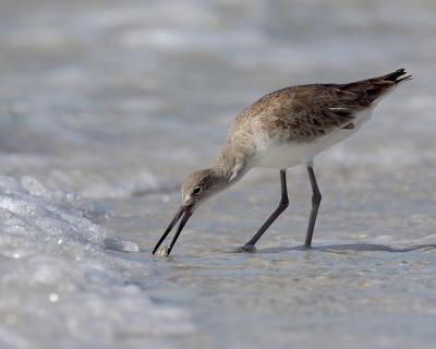  Willet in the Surf