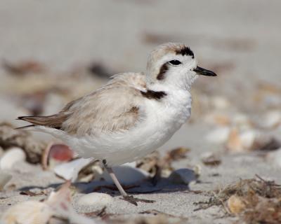 218 Snowy Plover