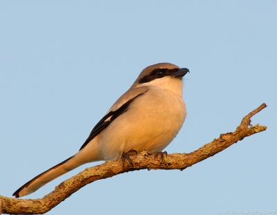 Loggerhead Shrike, White Pelican National Wildlife Refuge, Sebastian Florida