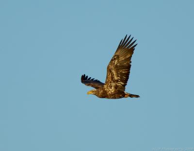 Bald Eagle Juvenile, Merrimack River, Amesbury, Massachusetts