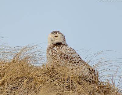 _JFF0159 Snowy Owl in Sand Dunes