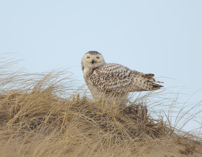 _JFF0192 Snowy Owl in Sand Dunes Grass