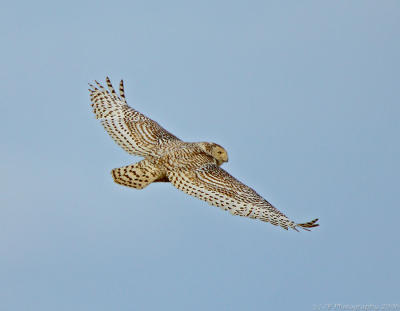 _JFF0201 Snowy Owl In Flight