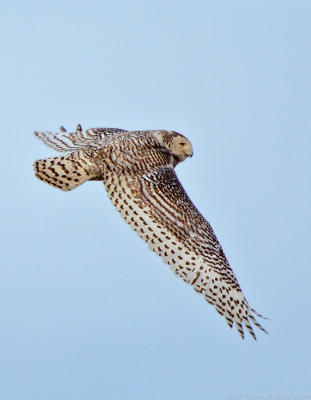 _JFF0203 Snowy Owl in Flight