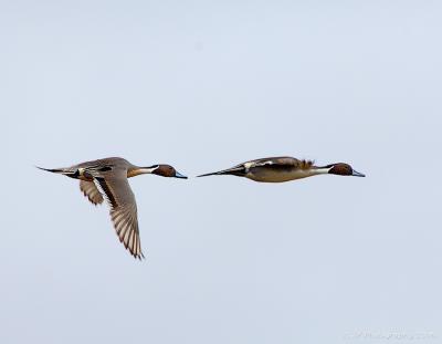 193 _JFF0014 Northern Pintail Ducks in Flight