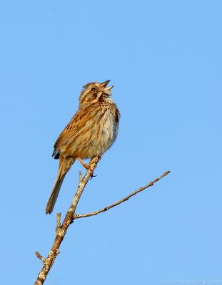 _JFF0084 Blue Sky Song Sparrow Singing.jpg