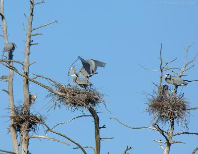 Great Blue Heron Rookery, North Andover Massachusetts