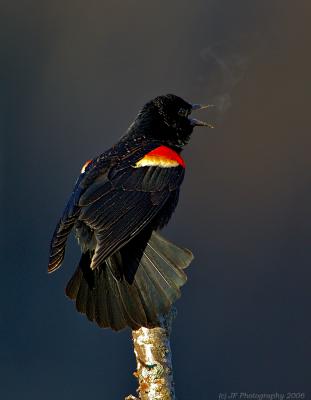 _JFF0173 Red Wing Black Bird  Breath