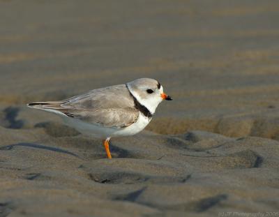 JFF0365 Piping Plover Wavy Sand