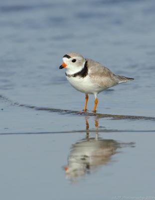 JFF0381 Piping Plover in Water