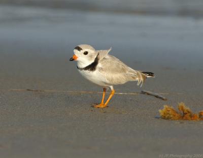 41_JFF0408 Piping Plover Windblown