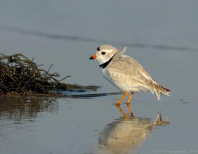 JFF0455 Piping Plover Wondblown Weeds