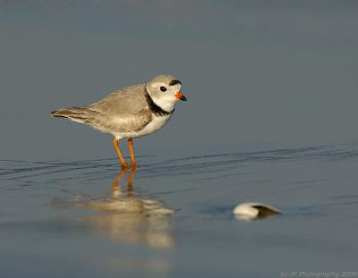 JFF0483 Piping Plover Shell